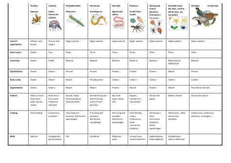 Invertebrates chart