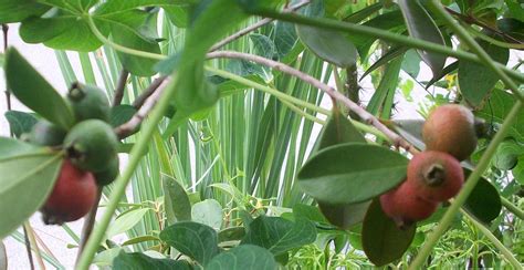 Tanaman hias bunga lantana berasal dari daratan benua amerika di wilayah tropis. Semua Menjadi: Tuaian Hari Selasa