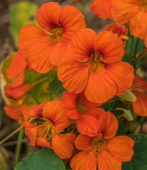 Flower delivery is as important as the product itself. Orange Flowers, Sutro Park, San Francisco | Sutro, Orange ...