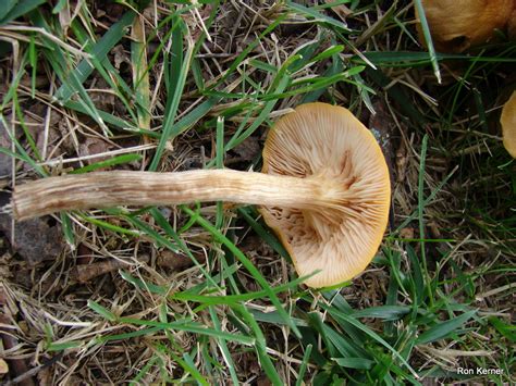 Armillaria Tabescens At Indiana Mushrooms