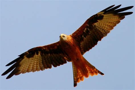 Downloade dieses freie bild zum thema milan vogel raubvogel aus pixabays umfangreicher sammlung an public domain bildern und videos. Roter Milan auf Beuteflug - Rauschenberg - myheimat.de