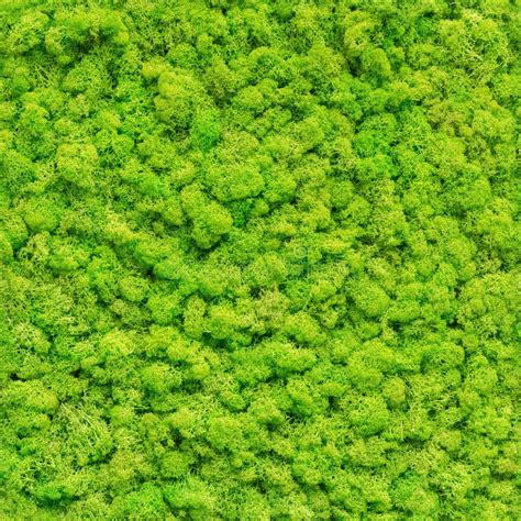 Seamless Green Moss Texture Stock Photo Image Of Garden Botany