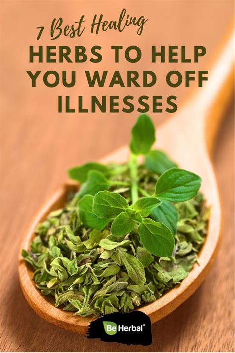 7 Best Healing Herbs To Help You Ward Off Illnesses Boost Your Immune