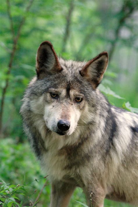 99 Support Mexican Gray Wolf Recovery By Defenders Of Wildlife