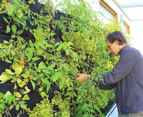 Aquaponic Vertical Vegetable Garden Plants On Walls