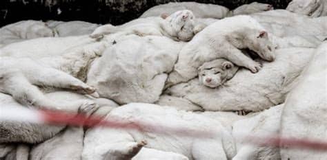 Mink on a farm in bording, denmark, where the government has ordered all mink culled.credit.ole jensen/getty images. Mutated coronavirus from mink in Denmark most likely ...