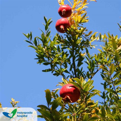 Markisa, yang dikenal sebagai salah satu buah tropis tinggi nutrisi, memiliki banyak manfaat untuk markisa diketahui memiliki kandungan omega 6 yang dapat membantu menurunkan kolesterol, serta. Mayapada Hospital | Buah Delima Untuk Mencegah Penyakit ...