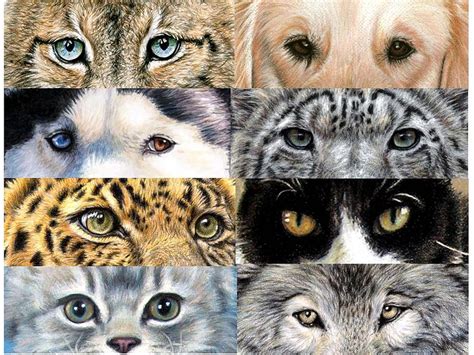 Cool Drawings Of Animal Eyes