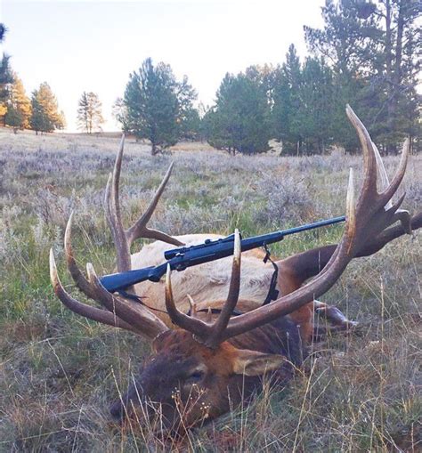 Colstrip Mans Massive Bull Elk Is The Latest Montana Nontypical Record