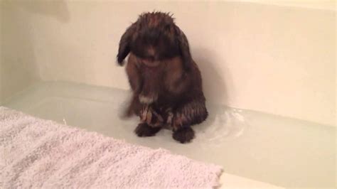 Baby bunny is having lots of fun in the bubble bath, bursting bubbles and making a soapy mess. Bunny Takes A Bath! - YouTube