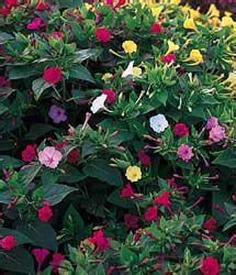 Prolific flowering lavender nourishes many nectar feeding and beneficial insects. 32 Best GF - Mirabilis - common names Four o'Clock flower ...