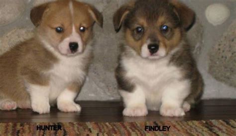 We are a small breeding facility dedicated to the care and promotion of quality exotic birds located in the beautiful willamette valley of western oregon. AKC Pembroke Welsh Corgi Puppies for Sale in Camano Island ...