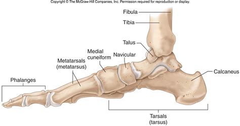 The musculoskeletal segment of the leg, including the foot bones (ankle, heel bone, toe bones), fibula and tibia, knee, femur and femoral neck, hip and sacrum as well as the third, fourth. Bone Pictures II - Labeled Drawn | Chandler Physical Therapy