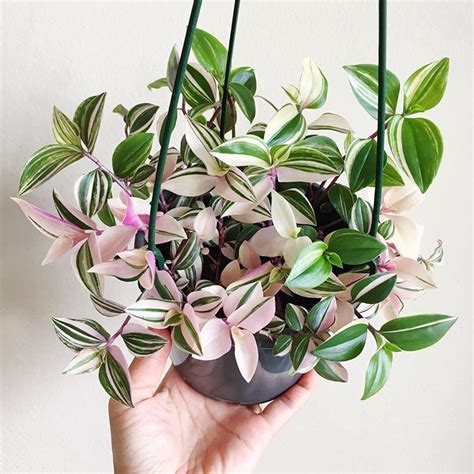 Bolivian wandering jew is also known as chain plant, inch plant or turtle vine. This basket of #tradescantiafluminensis #tricolor ...