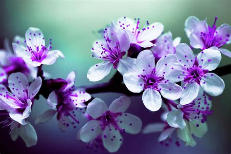 Cherry Blossom Purple And White Flower Photography Photograph By Wall