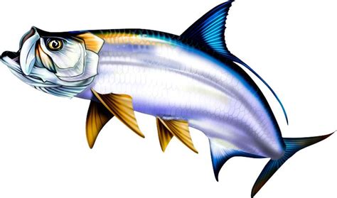 Download Tarpon Illustration Photoshop clipart. http://www.spiritgraphix.com/saltwater-fish-clipart ...