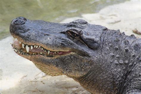 An Alligator At Auckland Zoo Tiere Tierisch