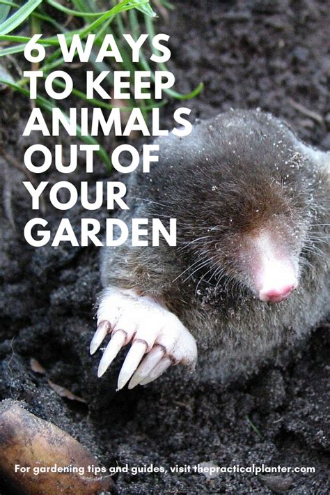 If you're wondering how to keep cats out of your garden: 6 Effective Ways to Keep Animals Out of Your Garden ...