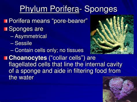 Ppt Phylum Porifera Sponges Powerpoint Presentation Free Download