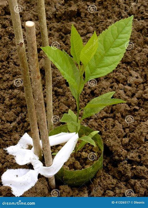 Ash Tree Sapling Stock Image Image Of Roots Months 41326517