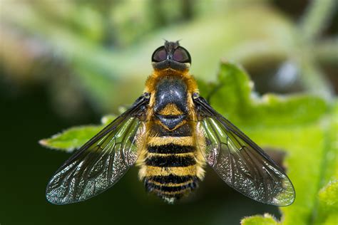 They ruin your face for a. Bees, Hornets & Wasps Control | Berlin, Conway, New ...