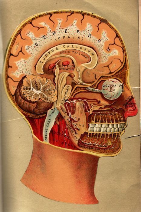 Pin By Great History Teaching On Science Medical Illustration