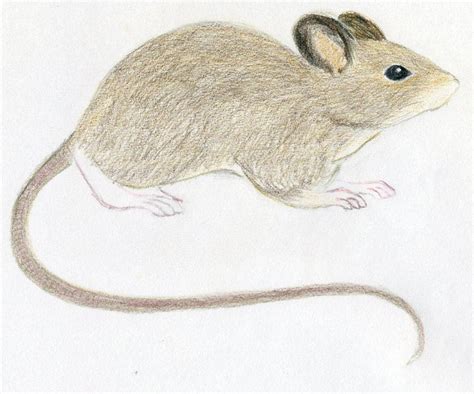 Mouse Animal Drawing At Explore Collection Of