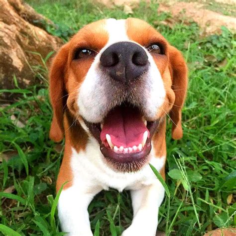 Cute Beagle Picture Cute Dog Pictures Beagle Pictures Cute Beagles