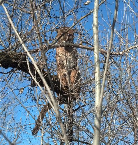 Minnesota Dnr Verifies Cougar Sighting On Trail Camera Near Baudette Grand Forks Herald