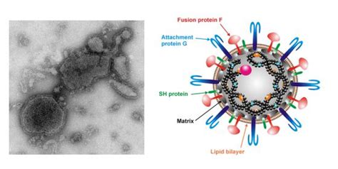 Maybe you would like to learn more about one of these? La Microbiología en los medios: Mecanismo de inhibición ...