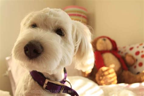 (yes, doodle love even cuts across party lines.) goldendoodles are loved for a variety of reasons — appearance, personality, intelligence — and these are all hallmarks of the teddy bear goldendoodle, plus some additional special traits they possess. Goldendoodle Haircuts that Will Make You Swoon!