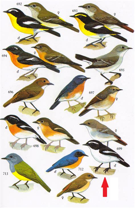 Burung anis kembang juga termasuk burung monomorfik dimana kenampakan jantan dan betina sama. Perbedaan Jantan/Betina Burung Decu Kembang / Ciri Dan ...