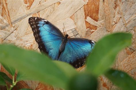 Casa delle farfalle di bordano casa delle farfalle a modica: La Casa delle Farfalle si prepara al lungo ponte di ...
