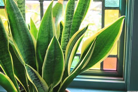 Indoor plants are a simple way to add a pop of color or boost your mood in any room. 6 Houseplants That Are Low-Maintenance And Easy To Care ...