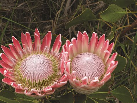 Plants have a personality and individuality, they go through phases and moods just like people, sometimes they are active, other times inactive. King Protea \. South Africa's national flower. | Flower ...