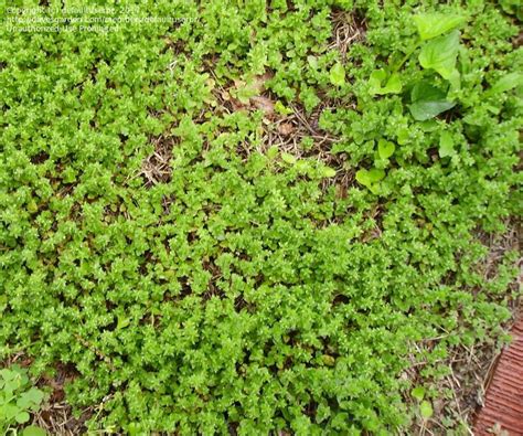 Plant Identification Closed Natures Ground Cover Id 4 Tiny