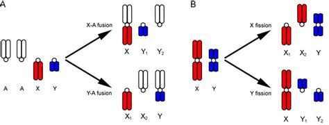 Proposed Mechanisms Of The Evolution Of Multiple Sex Chromosome Download Scientific Diagram
