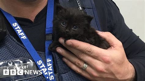 Kitten Rescued From Australia Fire Bbc News