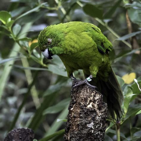 Antipodes Island Parakeet New Zealand Birds Online