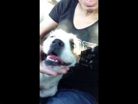 english bulldogjack russell terrier mix intercepted  san youtube