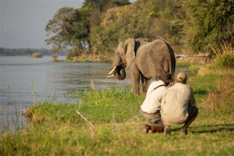Zimbabwe Safaris Tours And Packages Safari In Zimbabwe