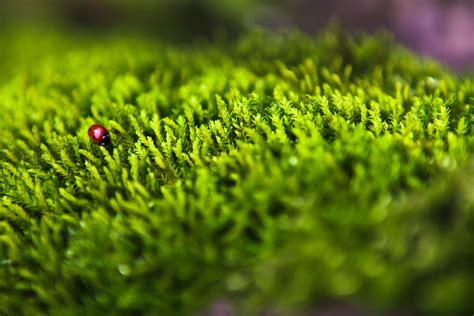 Forest Moss Wallpapers Wallpaper Cave