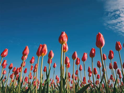 Red Tulips Under A Blue Sky Odd Stuff Magazine