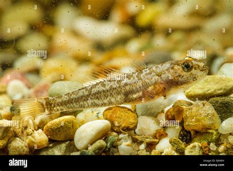 Marble Goby Oxyeleotris Marmorata Hi Res Stock Photography And Images