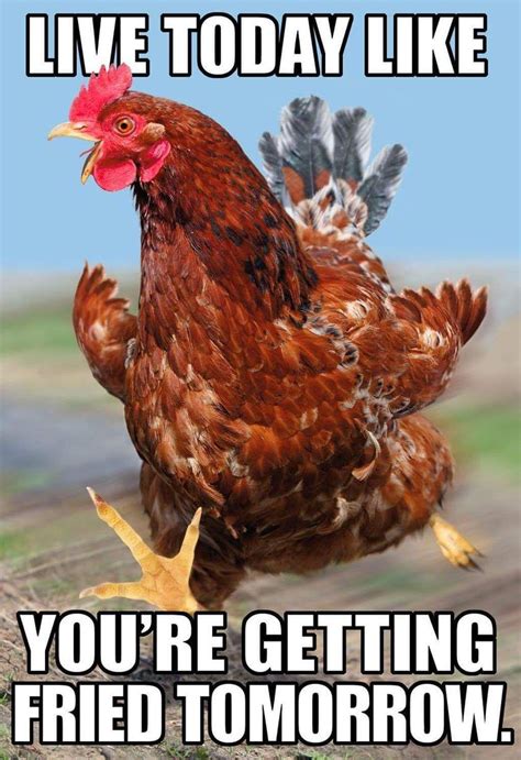 Pin By Pstubs On Chickens Funny Happy Birthday Messages Funny Puns Chicken Humor