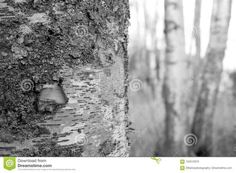 Monochromatic Birch Tree Stock Image Image Of Wood 104012919