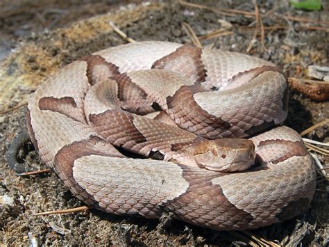 Facts Can Dispel Fears Of Snakes Mississippi State University