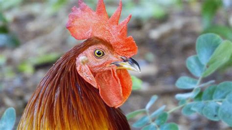 Desktop Wallpaper Rooster Chicken Red Muzzle Hd Image Picture