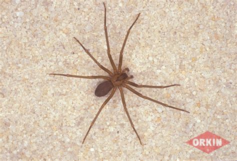 The pain associated with a brown recluse spider bite typically increases during the first eight hours after the bite. تحذير عنكبوت الأرملة السوداء تجتاح البلاد التونسية ...