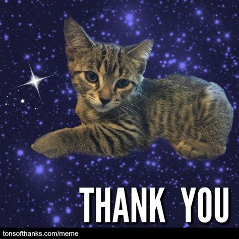 51 Nice Thank You Memes With Cats Thank You Cat Meme Cats Thank You